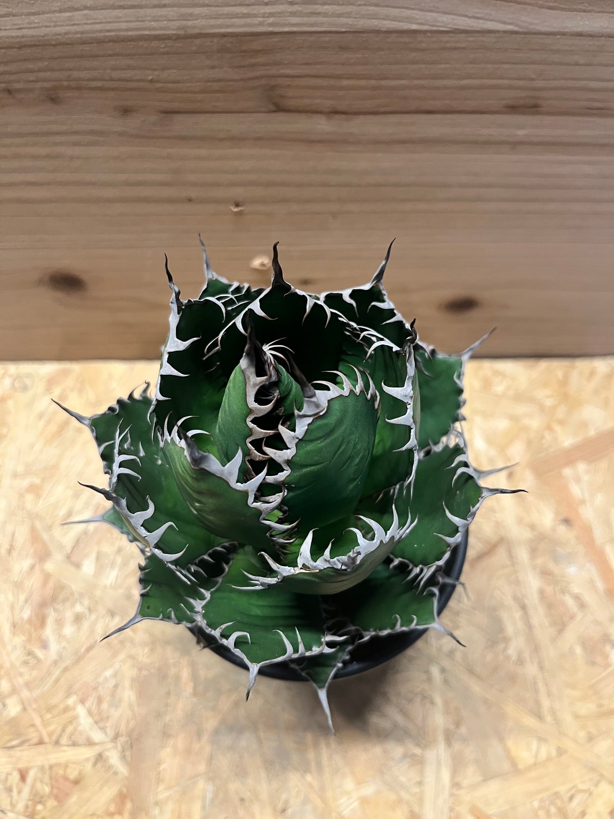 アガベ ホリダ | GREEN LUCK