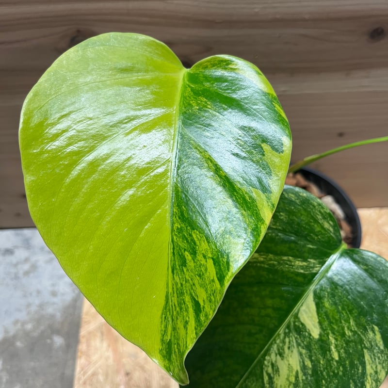 モンステラ ボルシギアナ イエローバリエガータ | GREEN LUCK