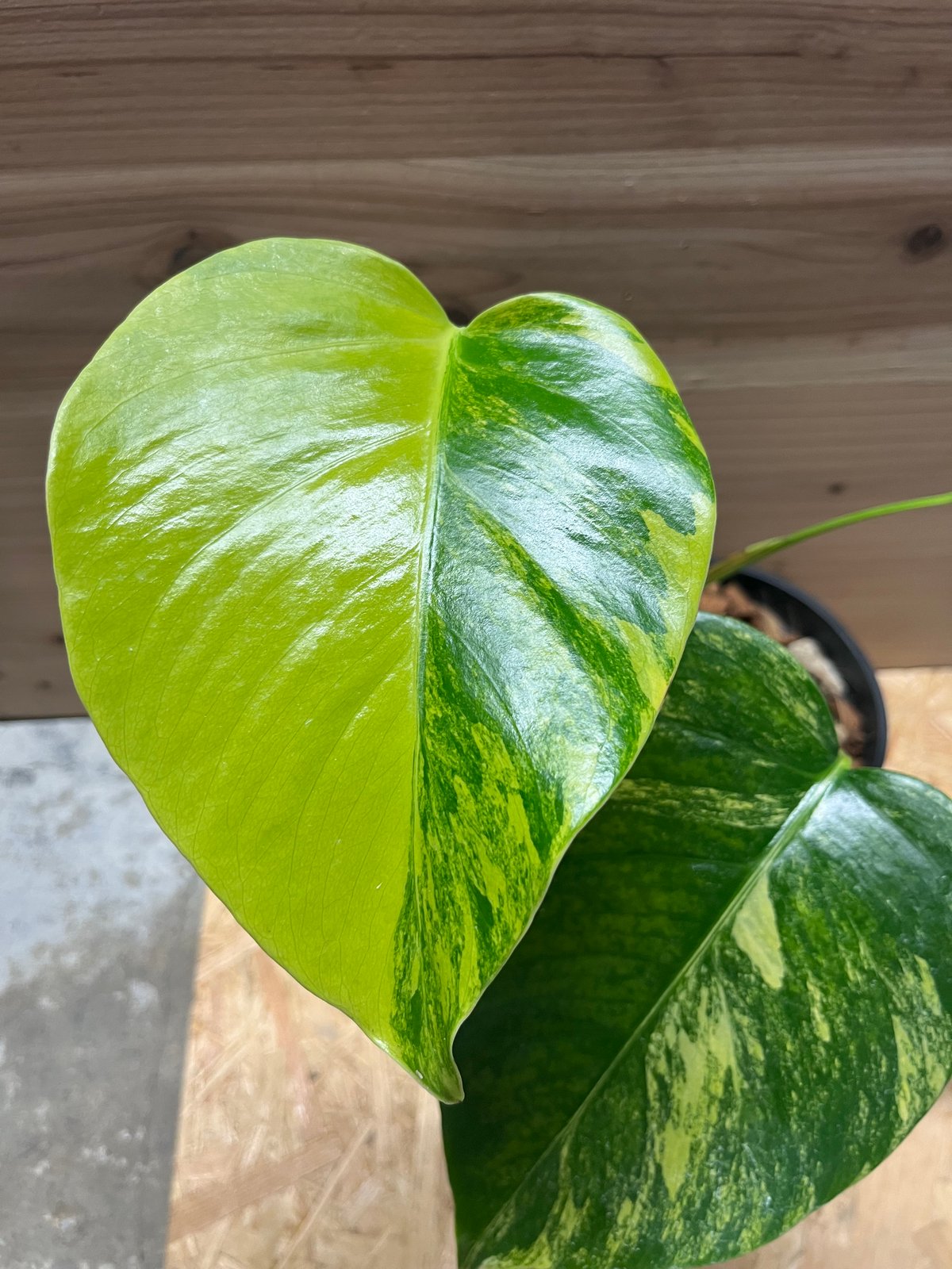 モンステラ ボルシギアナ イエローバリエガータ | GREEN LUCK
