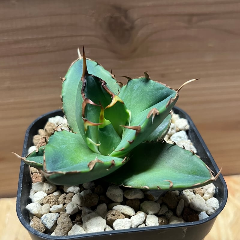 アガベ　ドラゴンスパイン　大株 アガベ ドラゴンスパイン 大株