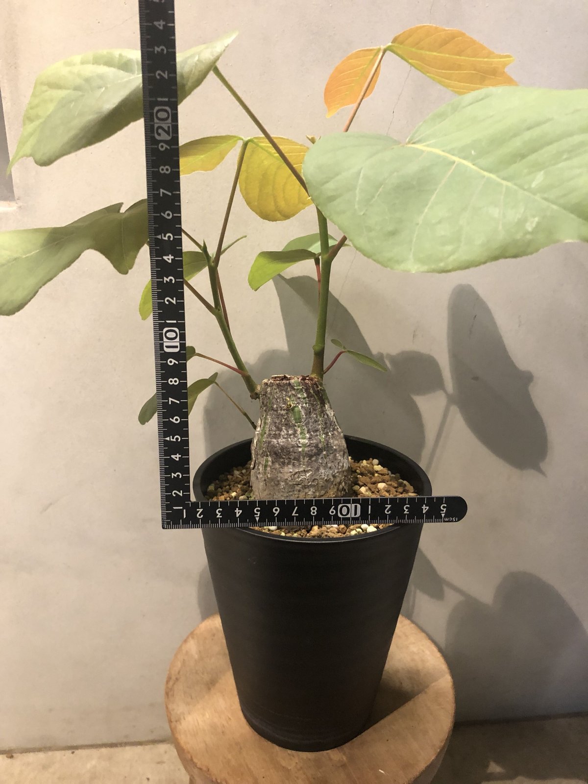 ボンバックス ボンバックス プセウドボンバックス エリプティクム | GREEN LUCK