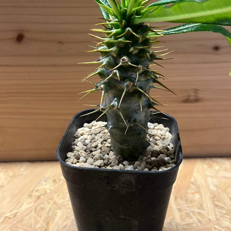 パキポディウム アンボンゲンセ | GREEN LUCK