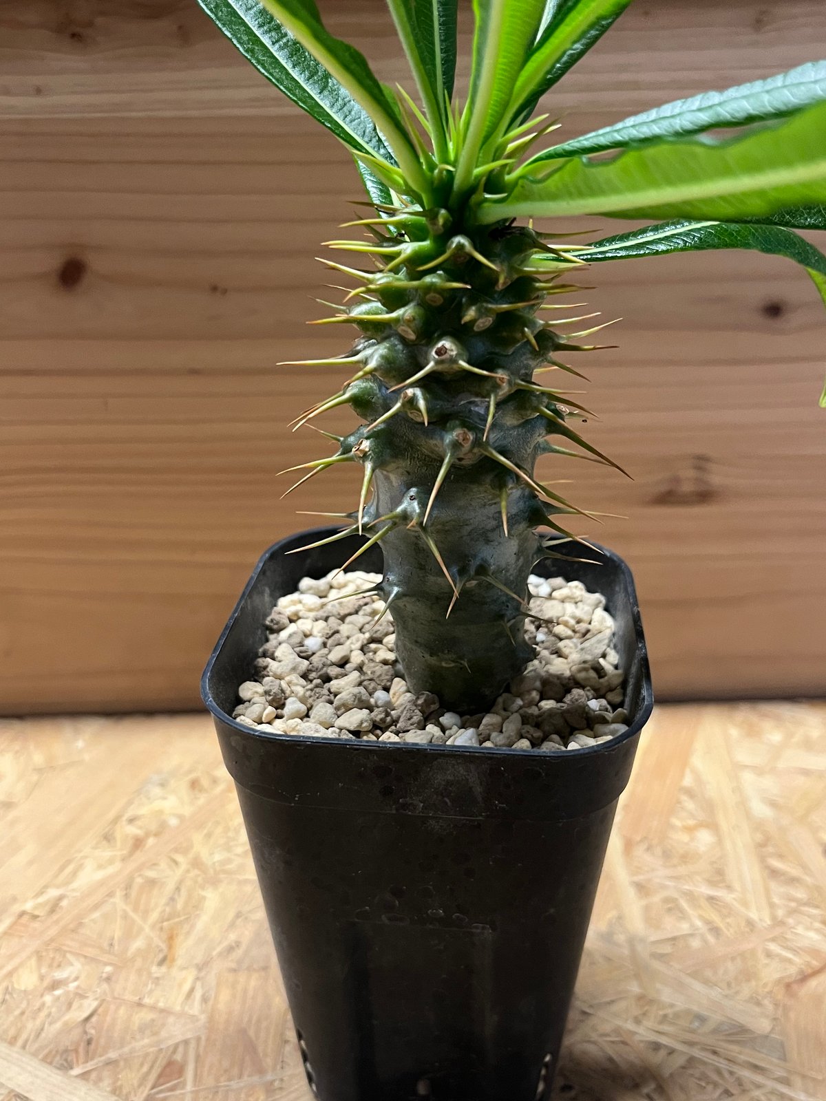 パキポディウム アンボンゲンセ | GREEN LUCK