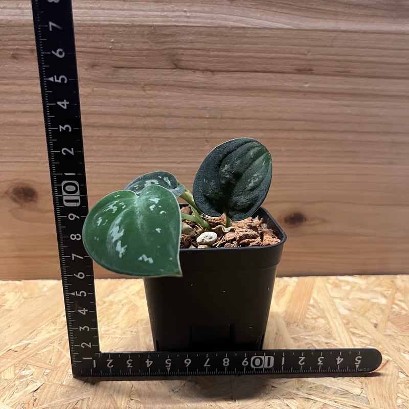 激レア　スキンダプサス　プラブ　Prabu fit=scale-down,w=1200