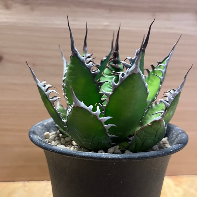 アガベ ホリダ 陽炎タイプ | GREEN LUCK