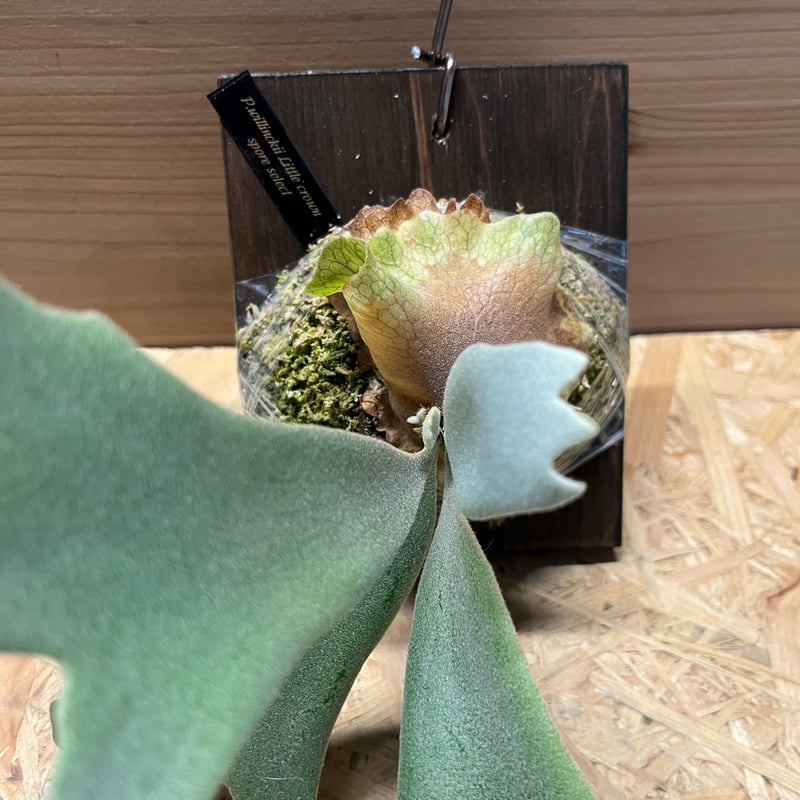 ビカクシダ ウィリンキー　 crown P. Willinckii High Crown Spore 👑 ハイクラウンな貯水葉✨ #ウィ