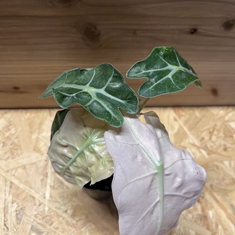 g*e様 アロカシア　アマゾニカ　ヴァリエガータ アロカシア アマゾニカ バリエガータ | GREEN LUCK