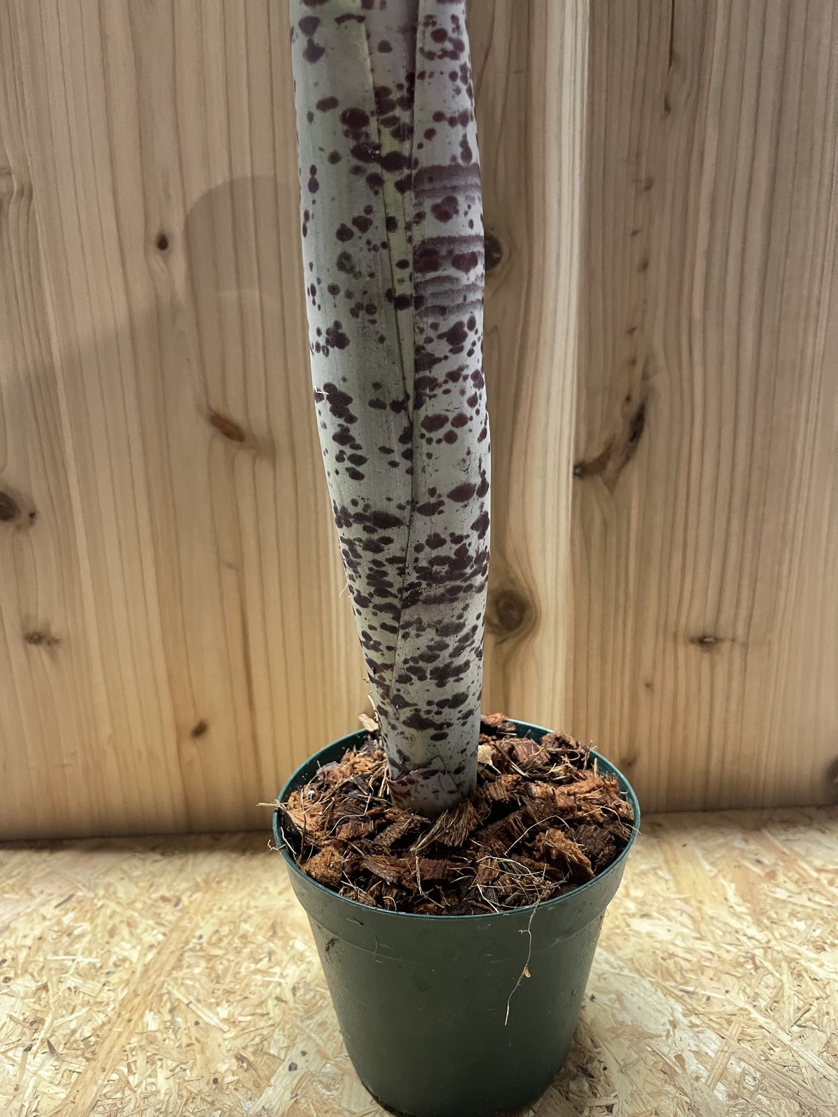 ケスネリア マルモラータ ティムプローマン | GREEN LUCK