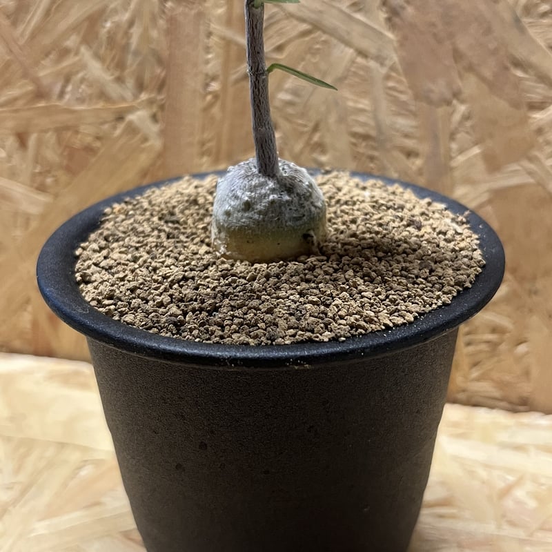 フォッケア エデュリス（火星人）　鉢ごと発送 井田大介 Daisuke Ida | ウチの巨大なフォッケア エデュリス（火星人