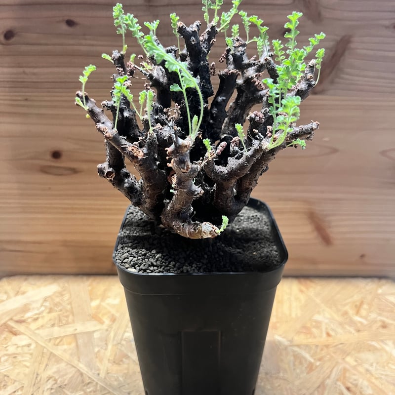 ペラルゴニウム アルテルナンス | GREEN LUCK