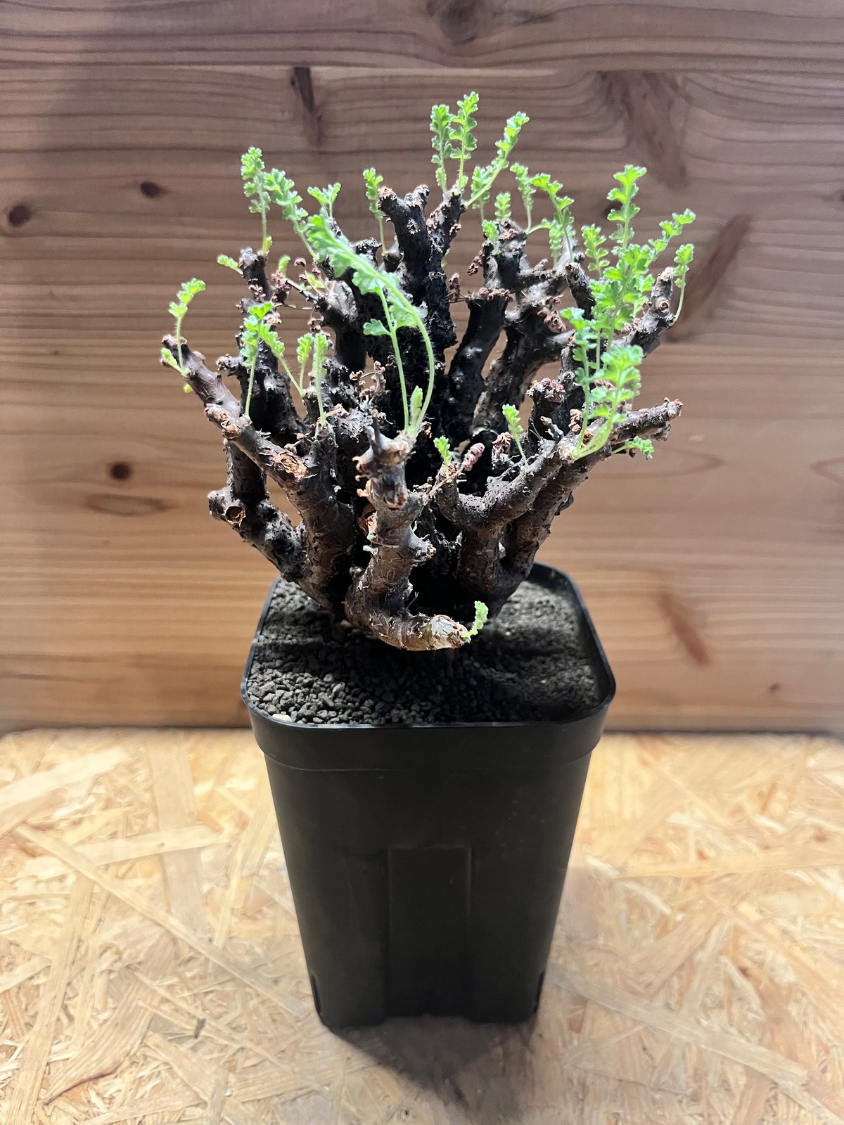 ペラルゴニウム　アルテルナンス ペラルゴニウム アルテルナンス | GREEN LUCK