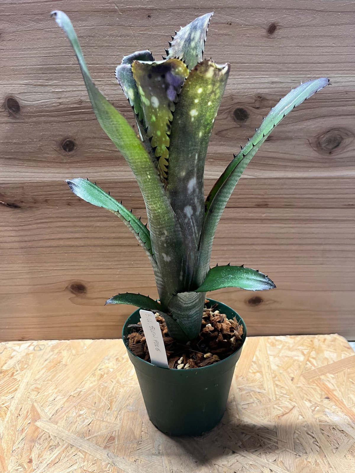 ビルベルギア スローポーク ビルベルギア スローポーク | GREEN LUCK