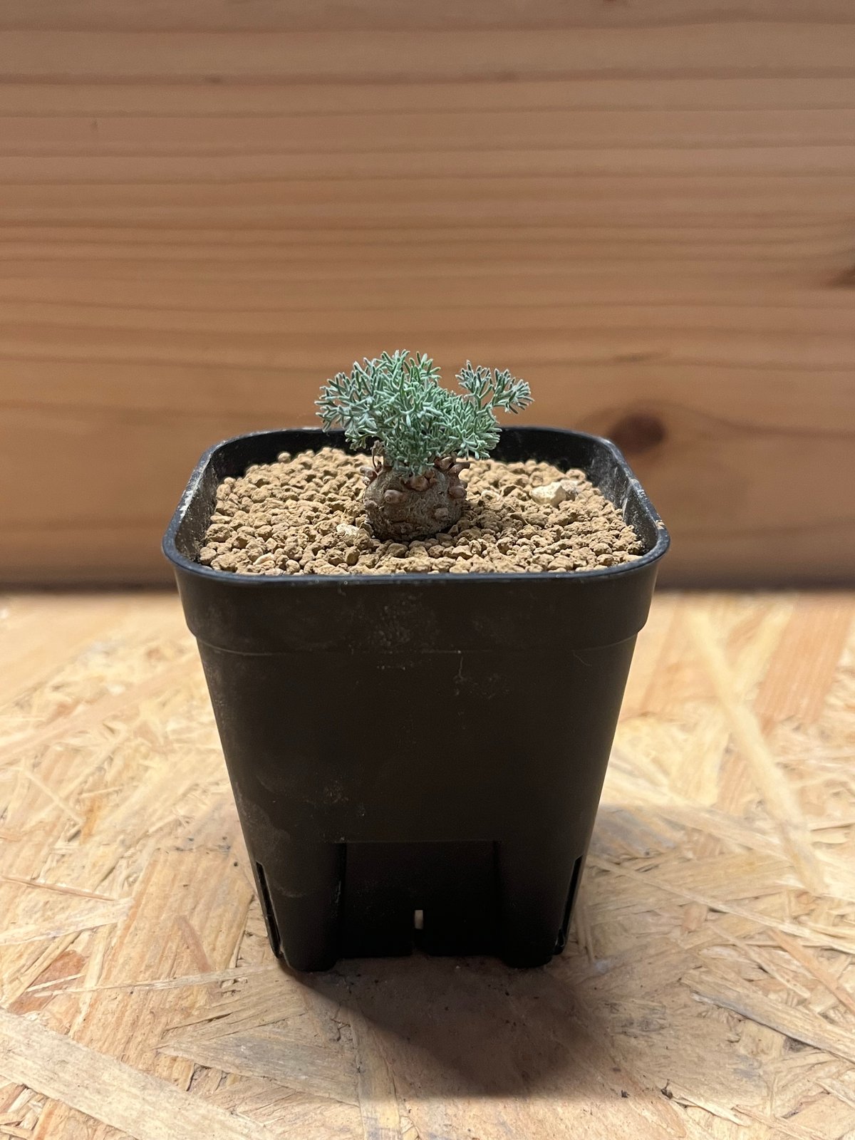 user_2916a88b専用　モンソニア　ペニクリナム2株セット fit=scale-down,w=1200