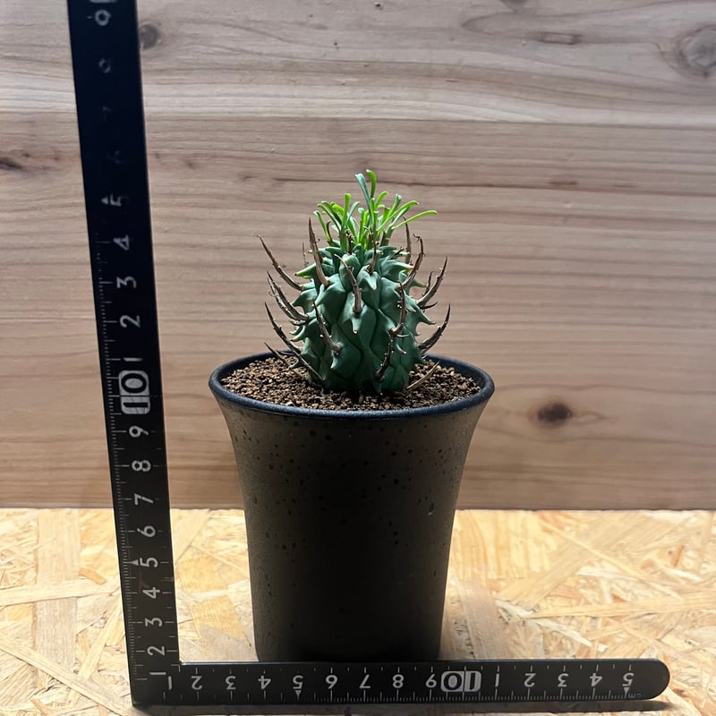 【発根済】ユーフォルビア 闘牛角 スコエンランディ 塊根植物 現地株 ユーフォルビア スコエンランディ 