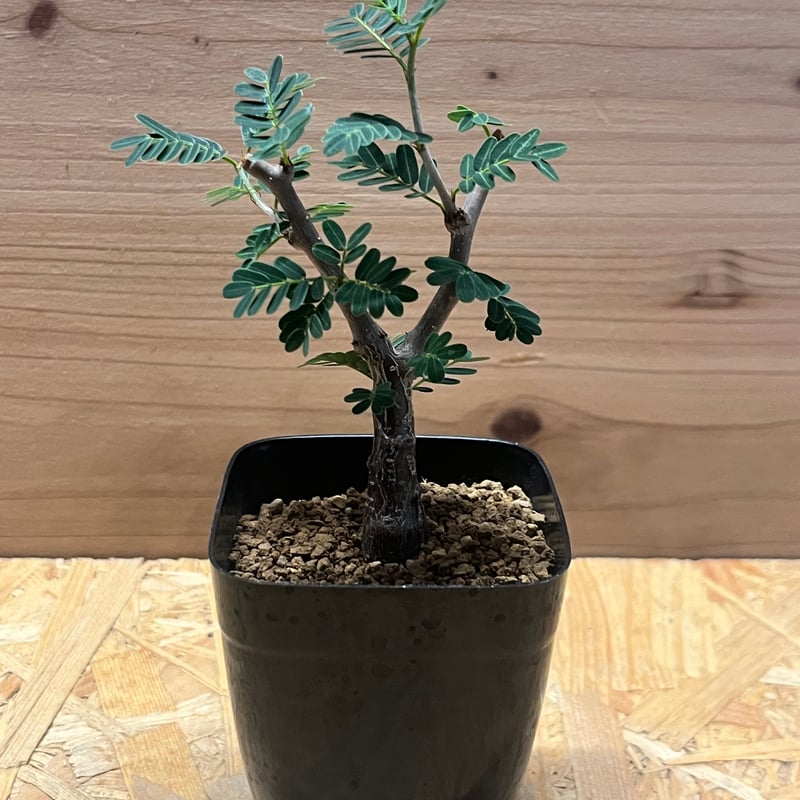 センナ メリディオナリス | GREEN LUCK