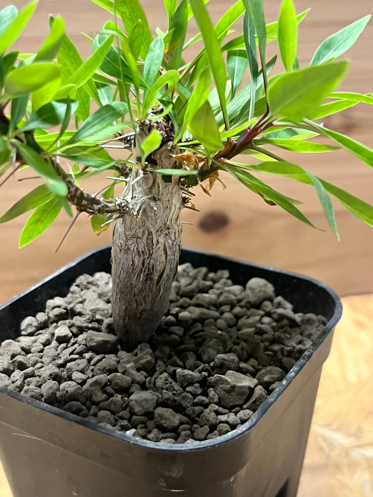 フォークイエリア プルプシー | GREEN LUCK