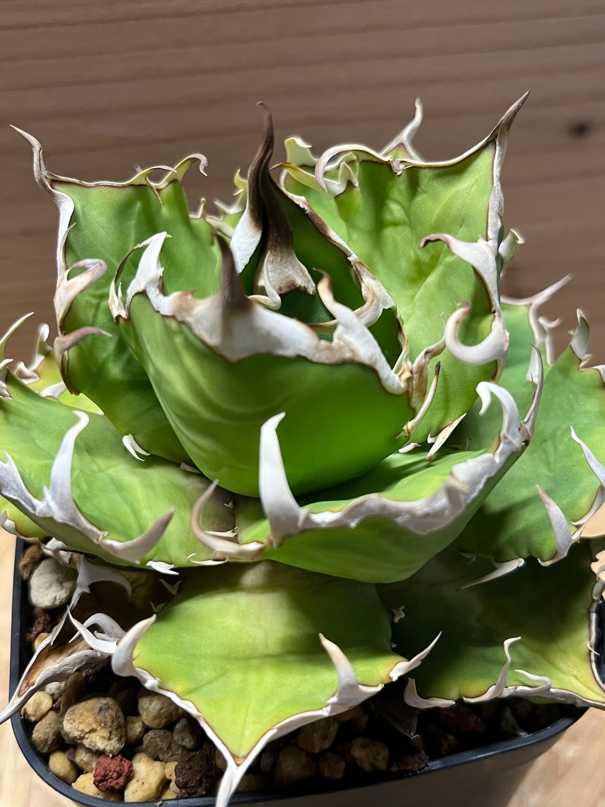 【現物出品】アガベ　チタノタ　クレイジー　crazy アガベ チタノタ クレイジー | GREEN LUCK