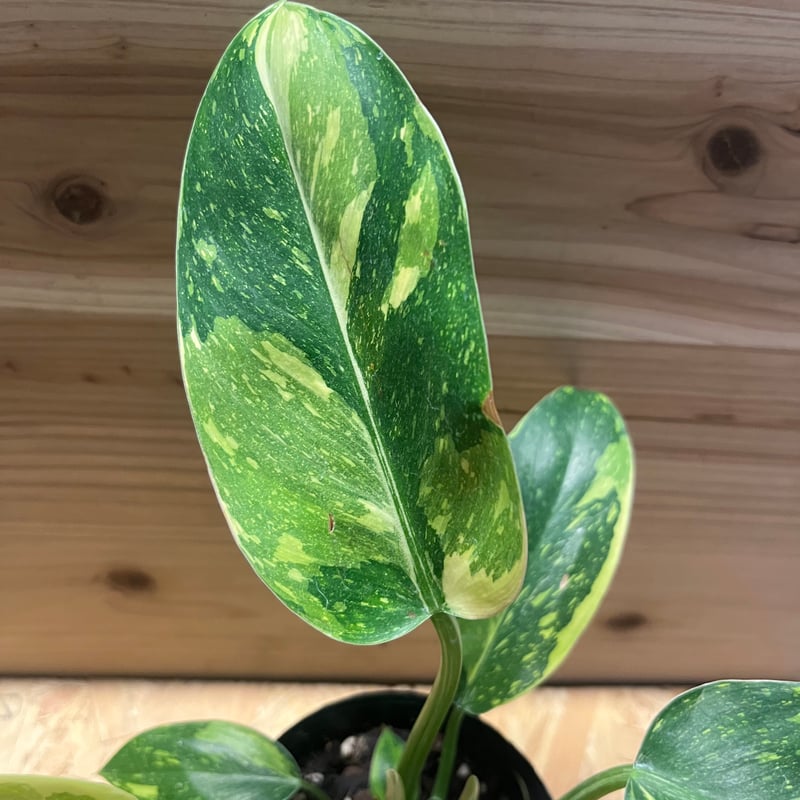 フィロデンドロン グリーンコンゴ バリエガータ | GREEN LUCK
