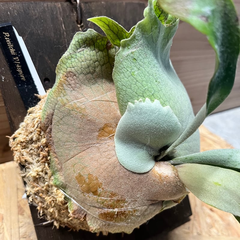 ビカクシダ ベイチー v14 spore | GREEN LUCK