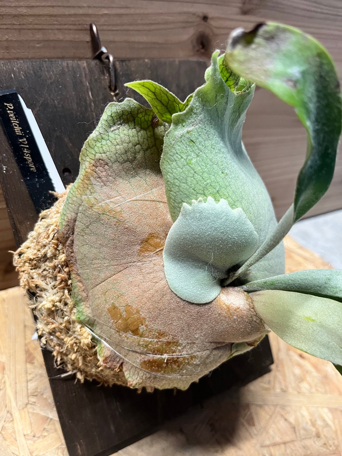 【選抜個体】veitchii mix spore ベイチー　ビカクシダ ビカクシダ ベイチー v14 spore | GREEN LUCK