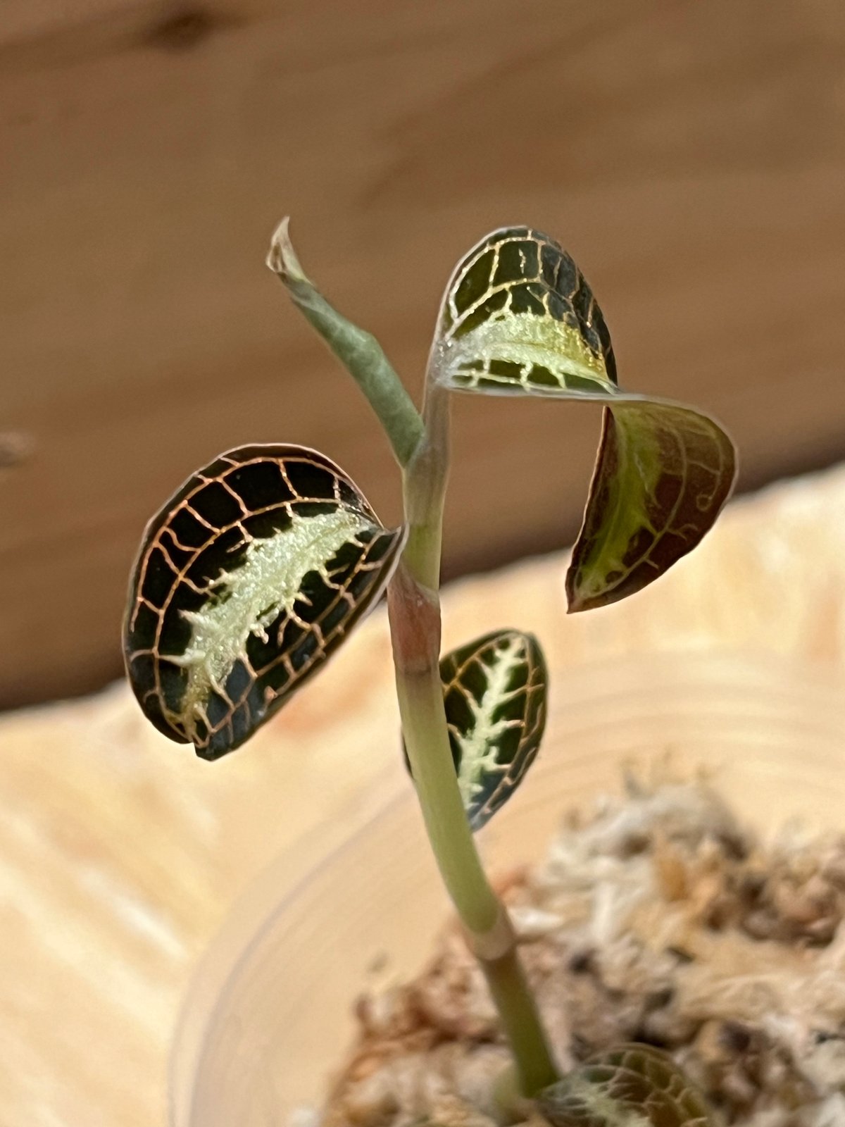 アネクトキルス ロビアーナス | GREEN LUCK