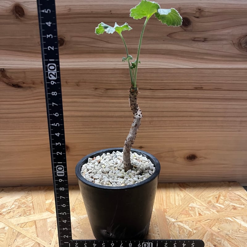 ペラルゴニウム ミラビレ | GREEN LUCK