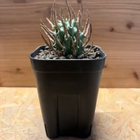 ユーフォルビア　スコエンランディ
