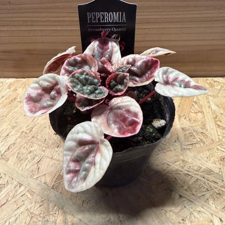 CATEGORY 観葉植物 | GREEN LUCK