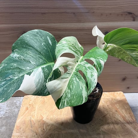 モンステラ　茎太 斑入り茎極太トップカット特大大型モンステラ鉢植え