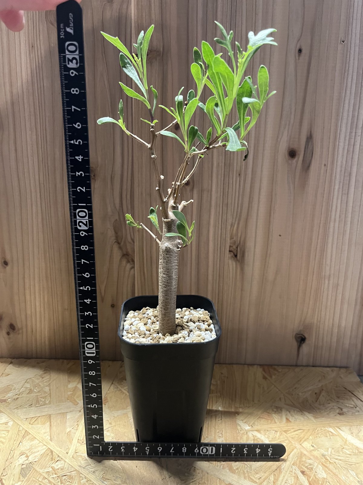 n*い様 オトンナ　ロバタ　現地球　大株 fit=scale-down,w=1200