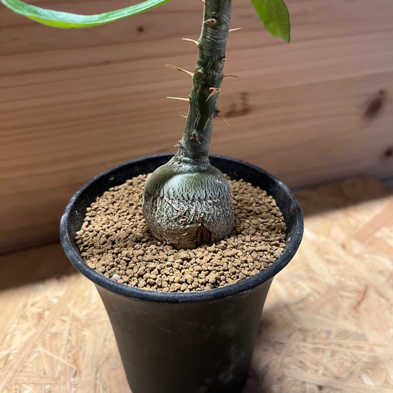 パキポディウムセット1 カクチ デンシ サキュレンタム ロスラツム エブレネウム パキポディウムセット1 カクチ デンシ サキュレンタム