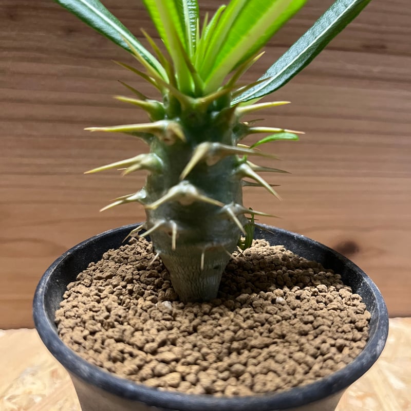 パキポディウム アンボンゲンセ | GREEN LUCK