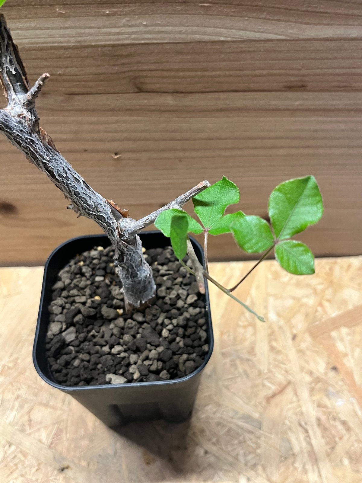 コミフォラ オルビクラリス | GREEN LUCK