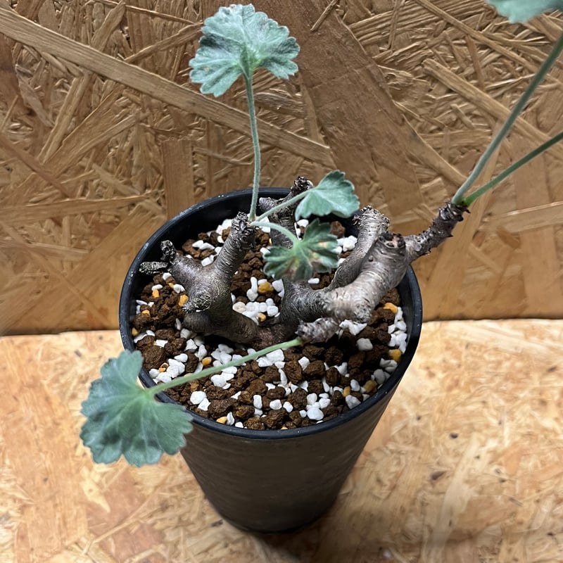 ペラルゴニウム ミラビレ | GREEN LUCK