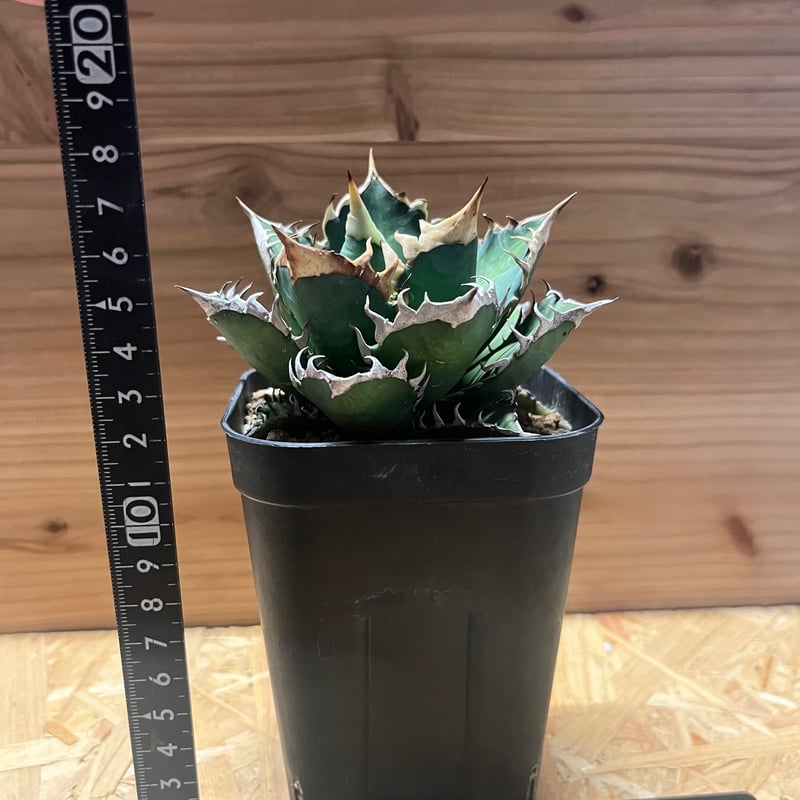 アガベ　クラウン 図鑑 – アガベ チタノタ 皇冠(クラウン) – 品種紹介 | アガベ