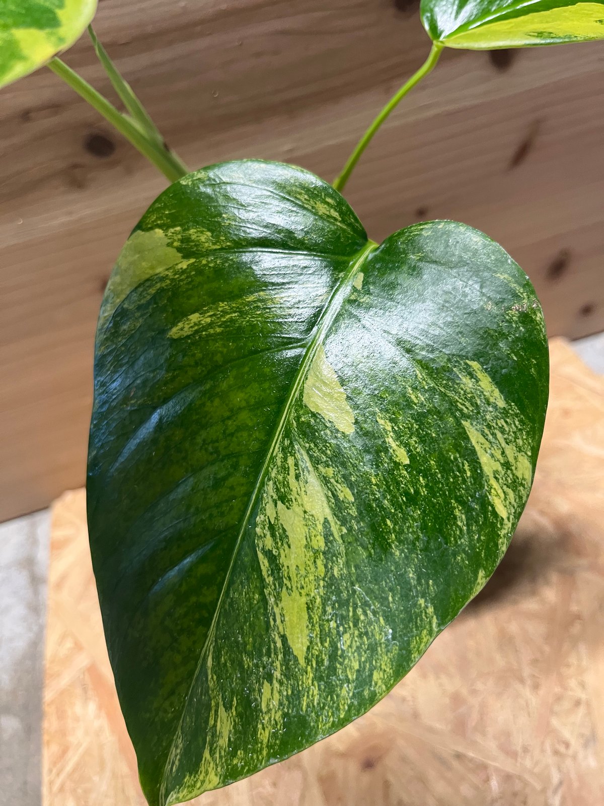 モンステラ ボルシギアナ イエローバリエガータ | GREEN LUCK