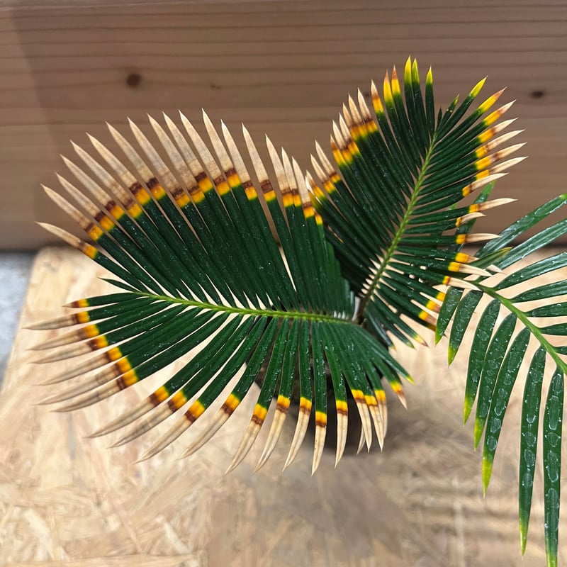 金環ソテツ | GREEN LUCK