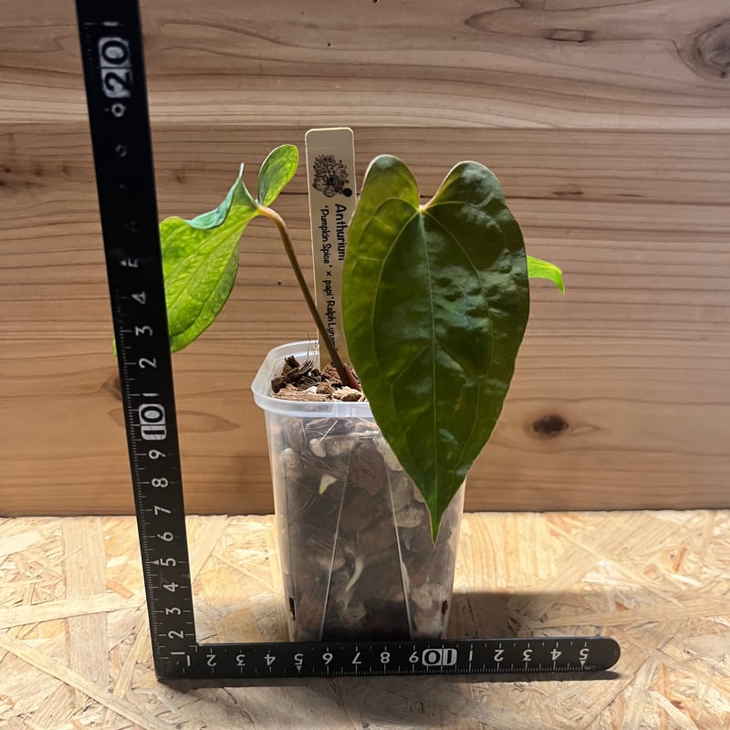 【HS】アンスリウム　パンプキンスパイス アンスリウム パンプキンスパイス×パピリラミナム