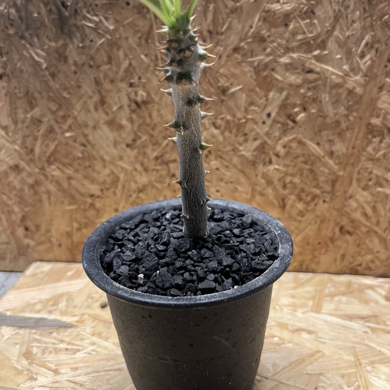 パキポディウム バロニー | GREEN LUCK