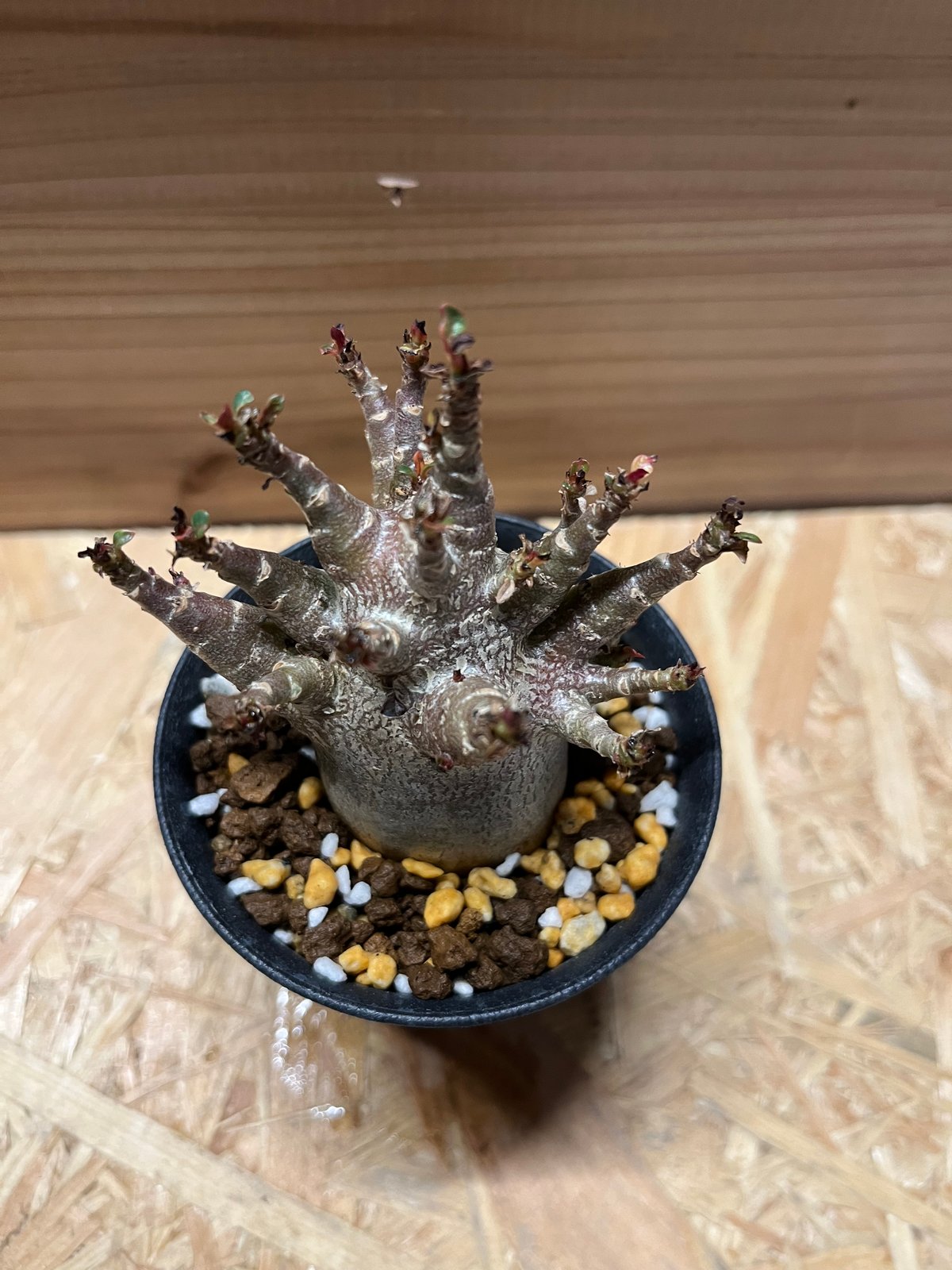 a25 良型 アデニウム スーパードワーフ 塊根植物 コーデックス アラビカム 塊根植物】良型 アデニウム アラビカム スーパードワーフ プラ鉢