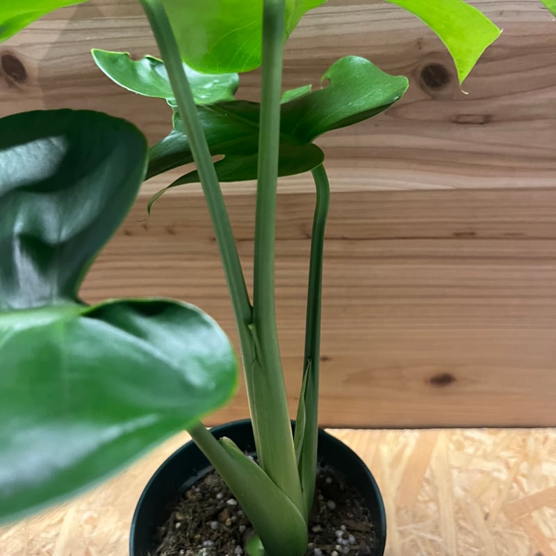 モンステラ デリシオーサ 実生 癖あり | GREEN LUCK