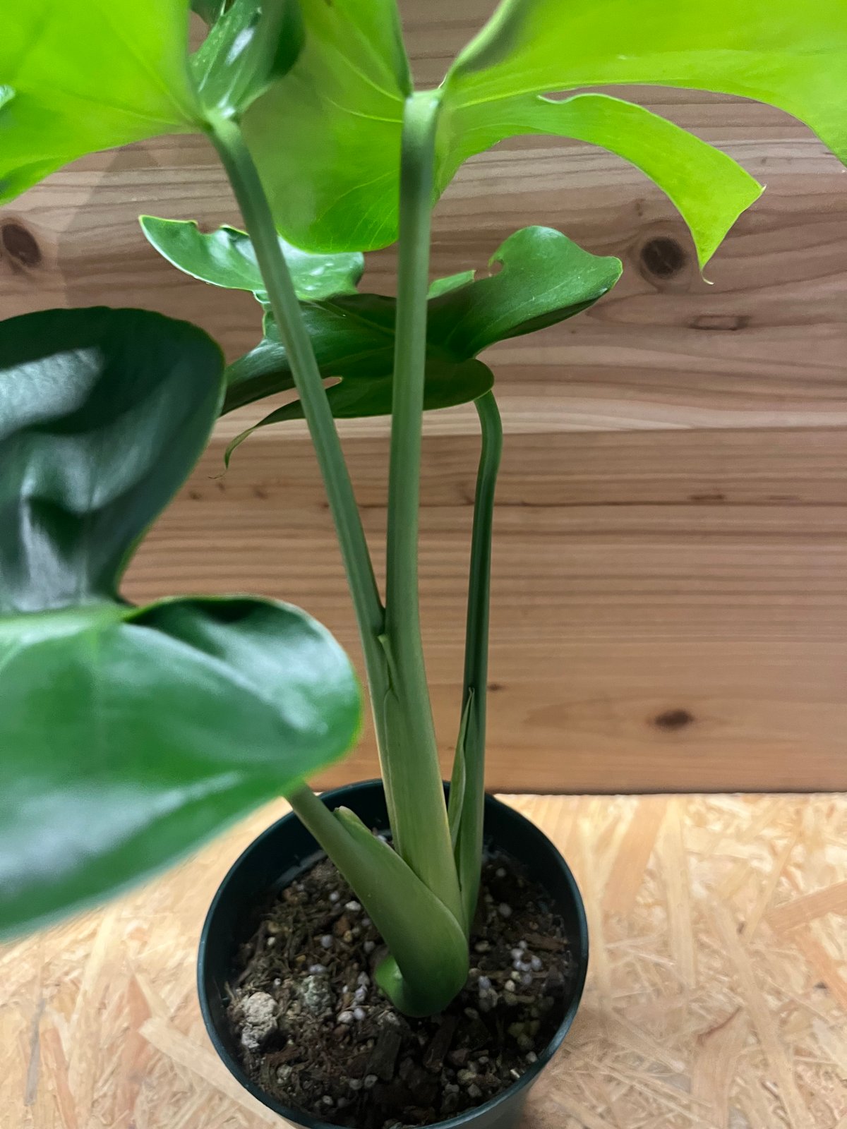 モンステラ デリシオーサ 実生 癖あり | GREEN LUCK