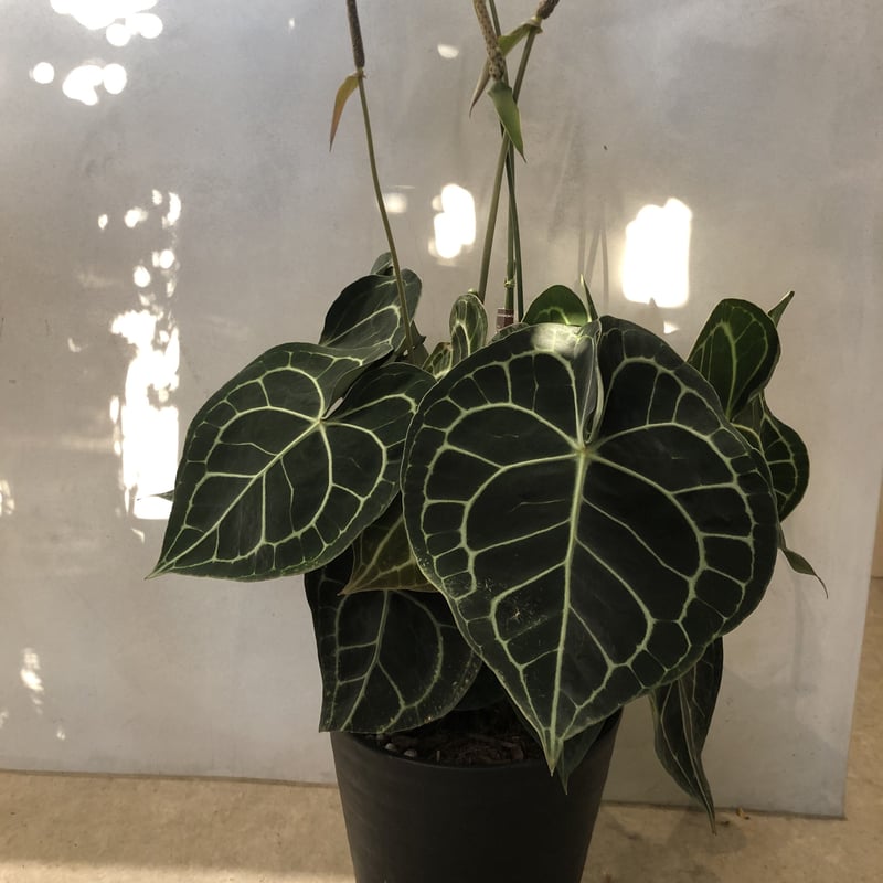 アンスリウム クラリネルビウム | GREEN LUCK