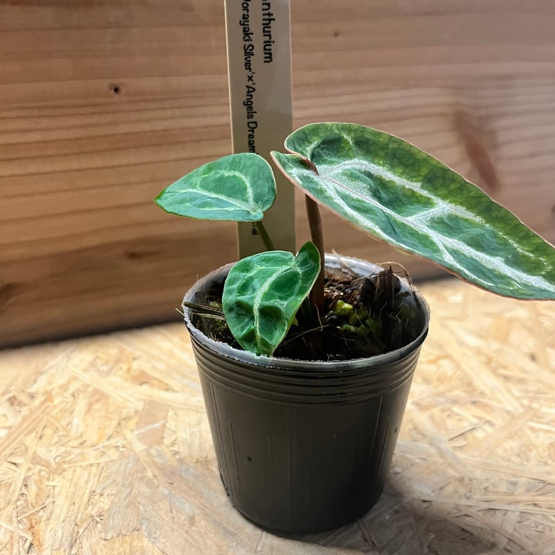 アンスリウム ドラヤキシルバー×エンジェルズドリーム×レッド