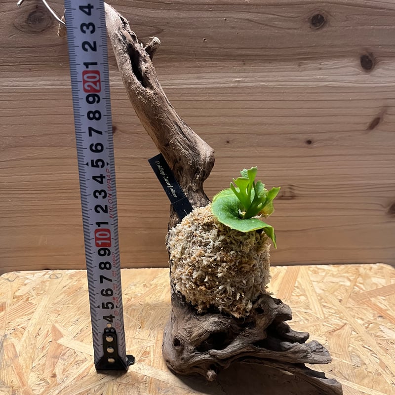 ビカクシダ リドレイ ドワーフ シルベリー | GREEN LUCK