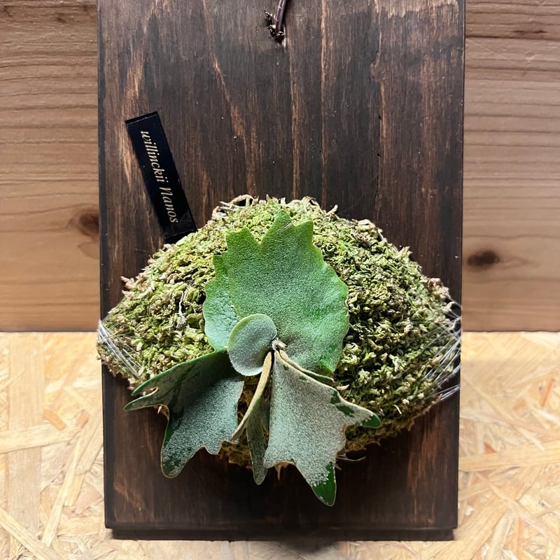 ビカクシダ ウィリンキー ナノ スポア | GREEN LUCK