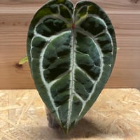 フィロデンドロンメキシカナム フィロデンドロンメキシカナムphilodendron mexicanum