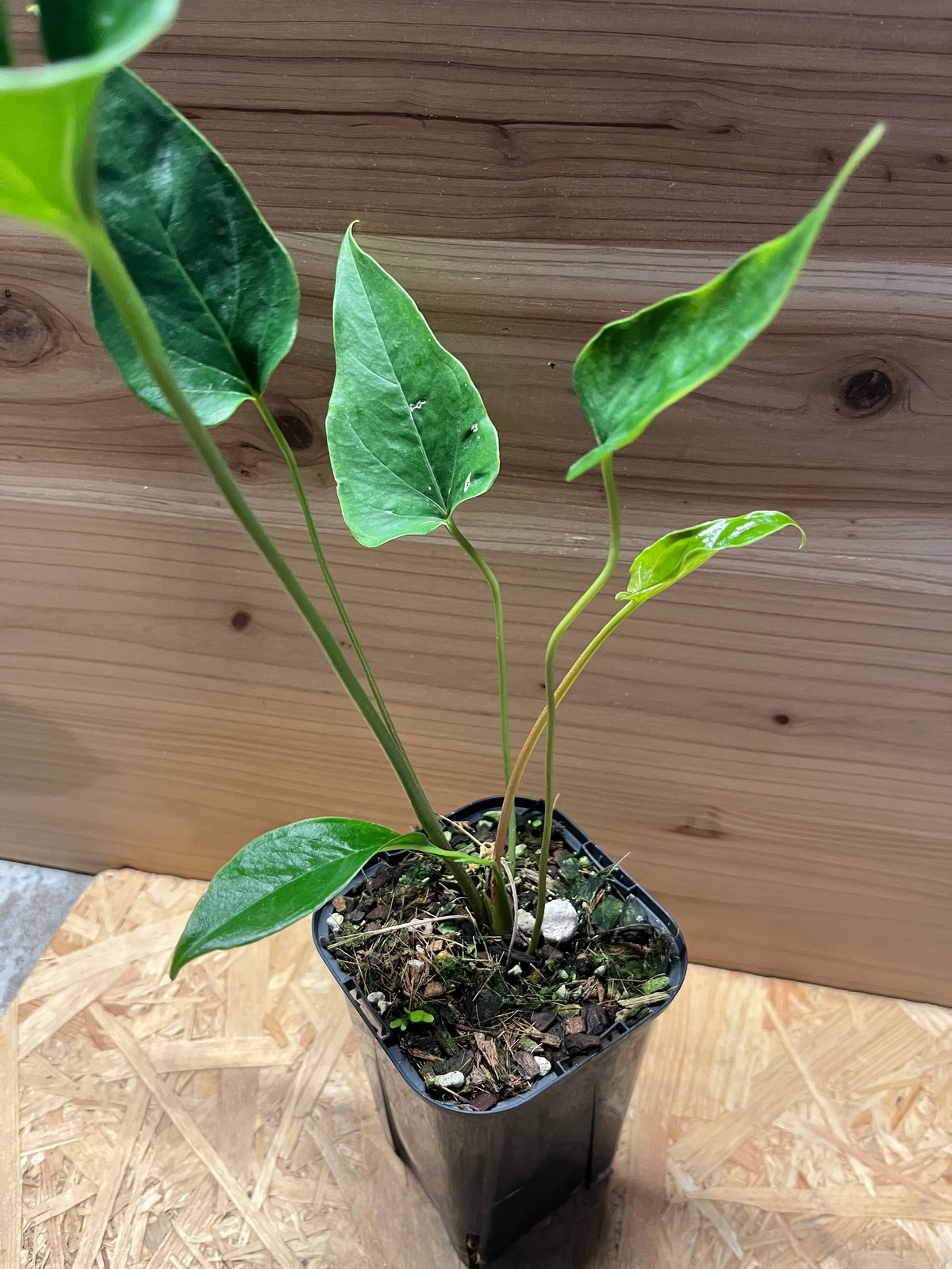 アンスリウム ペダツム | GREEN LUCK