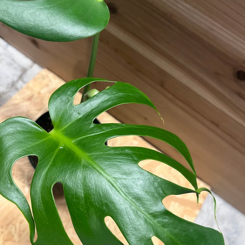 モンステラ デリシオーサ 実生 癖あり | GREEN LUCK
