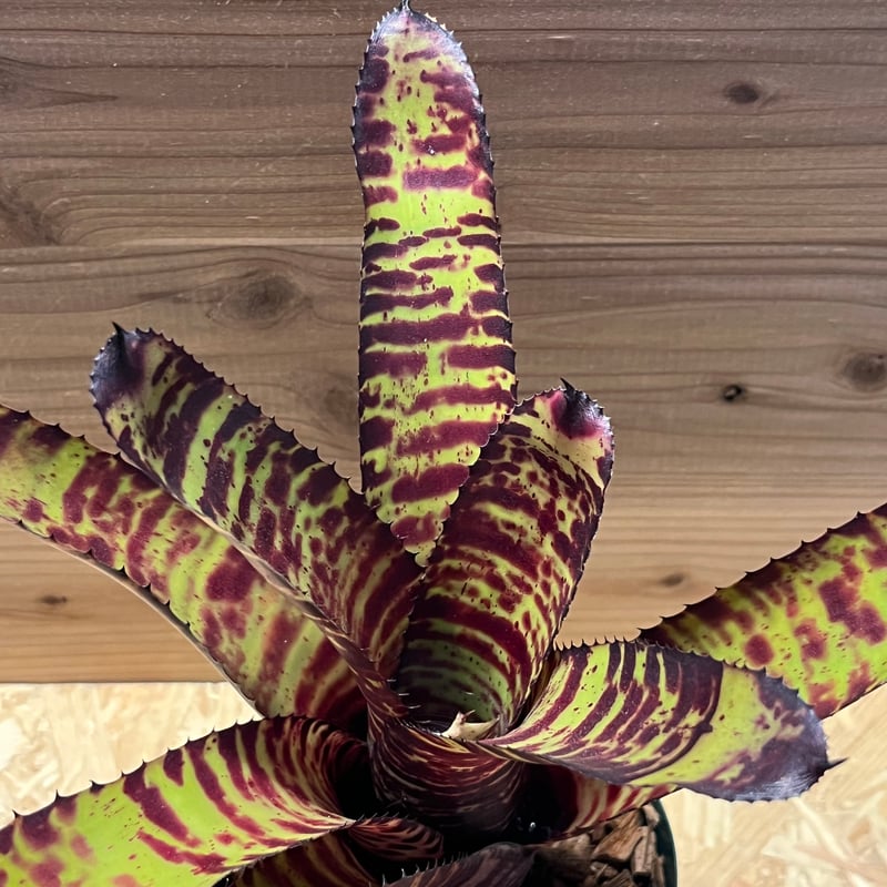 ネオレゲリア ハンニバルレクター | GREEN LUCK